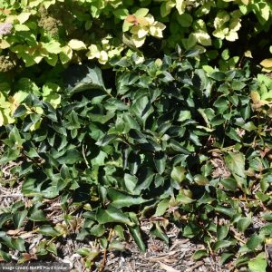 Hydrangea Japanese Vine – Rose Sensation – #2 Container