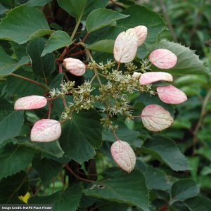 Hydrangea Japanese Vine – Moonlight – #2 Container