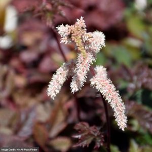 False Spirea (Astilbe x Arendsii) - Chocolate Shogun - #1 Container