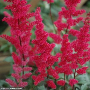 False Spirea (Astilbe x Arendsii) - Fanal - #1 Container