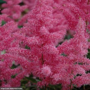 False Spirea (Astilbe Arendsii) - Rhythm And Blues - #1 Container