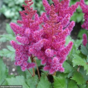 False Spirea (Astilbe Chinensis) - Visions - #1 Container