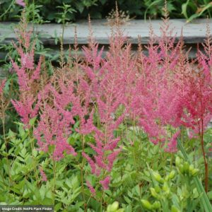 False Spirea (Astilbe Chinensis) - Visions In Pink - #2 Container