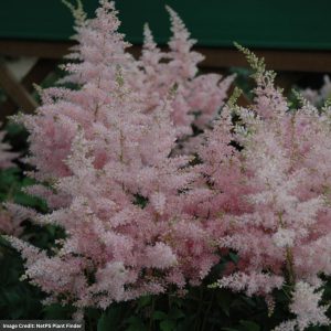 False Spirea (Astilbe Verssilvery) - Younique Silvery Pink - #1 Container