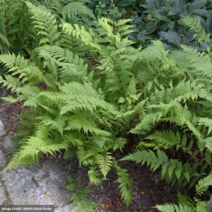Fern (Athyrium) - Lady In Red - #1 Container