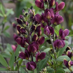 False Indigo (Baptisia) - Burgundy Blast - #2 Container