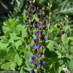 False Indigo (Baptisia) - Indigo Spires - #2 Container
