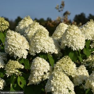 Hydrangea Paniculata – Limelight – #5 Container