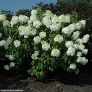 Hydrangea Paniculata – Phantom – #3 Container