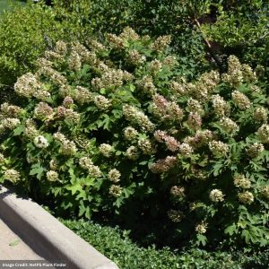 Hydrangea Quercifolia – Oak Leaf Snow Queen – #3 Container