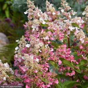 Hydrangea Paniculata – Pinky Winky Tree – #7 Container