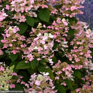 Hydrangea Paniculata - Quick Fire - #5 Container