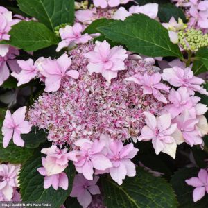 Hydrangea Serrata - Tuff Stuff Ah-Ha - #3 Container