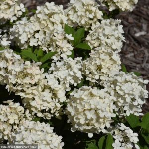 Hydrangea Paniculata – Tiny Quick Fire – #2 Container