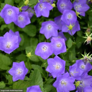 Bellflower (Campanula) - Blue Clips - #1 Container