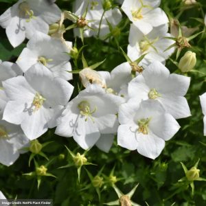 Bellflower (Campanula) - White Clips - #1 Container