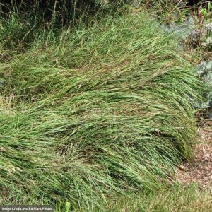 Blue Sedge (Carex Flacca) - #1 Container
