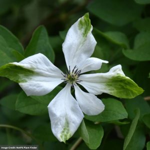 Clematis - Alba Luxurians - #1 Container