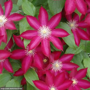Virgins Bower (Clematis) - Bourbon - #1 Container