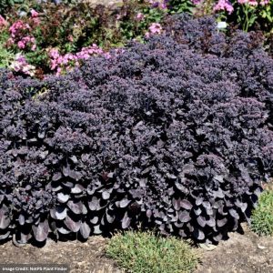 Stonecrop (Sedum) – Back In Black – #1 Container