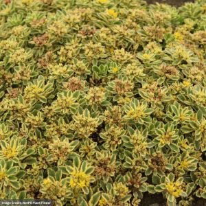 Stonecrop (Sedum) – Boogie Woogie – #1 Container