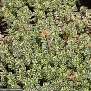 Stonecrop (Sedum) – What A Doozie – 1 Qt Container