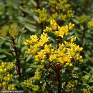 Stonecrop (Sedum) – Yellow Diamonds – #1 Container