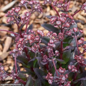 Stonecrop (Sedum) – Conga Line – #1 Container