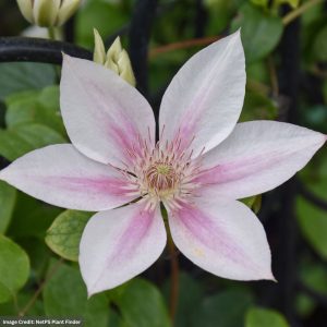 Vine Clematis - Corinne - #1 Container