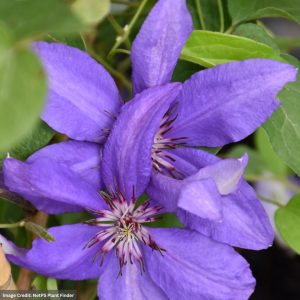 Clematis - Parisienne - #1 Container