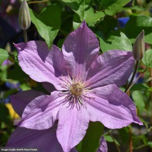Clematis (Boulevard) - Sally - #1 Container