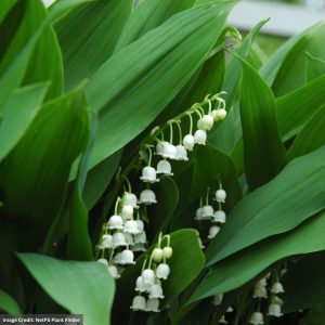 Lily of the Valley (Convallaria Majalis) - 1 Qt Container