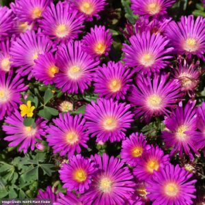 Ice Plant (Delosperma) - Ocean Sunset Violet - #1 Container
