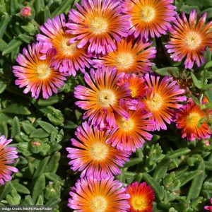 Ice Plant (Delosperma) - Ocean Sunset Orange Glow - #1 Container