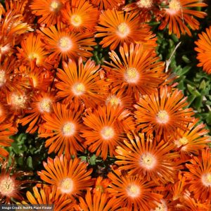 Ice Plant (Delosperma) - Ocean Sunset Orange Vibe - #1 Container