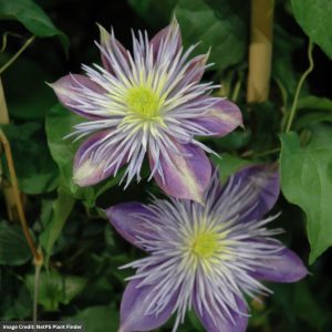 Vine Clematis - Crystal Fountain - #1 Container