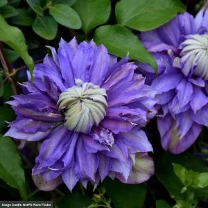 Vine Clematis - Diamantina - #1 Container