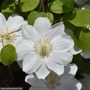 Clematis - Guernsey Cream - #1 Container