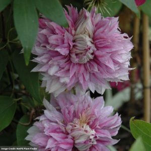 Clematis - Josephine - #1 Container