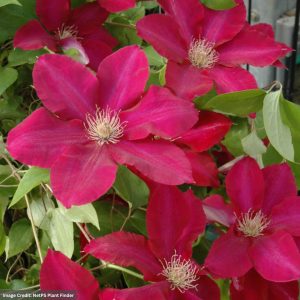 Clematis - Rebecca - #1 Container