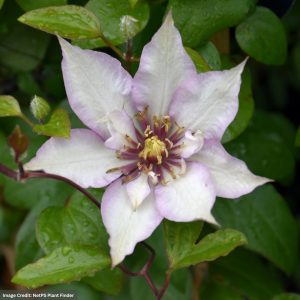 Clematis - Samaritan Jo - #1 Container