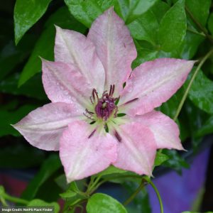 Clematis - Sarah Elizabeth - #1 Container