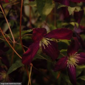 Clematis - Sweet Summer Love - #1 Container