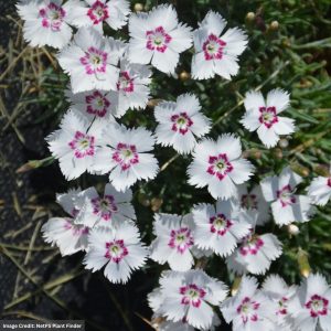 Pinks (Dianthus) - Mountain Frost White Twinkle - 1 Qt Container