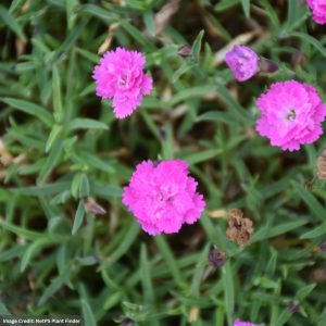 Pinks (Dianthus) - Mountain Frost Pink Pom Pom - 1 Qt Container