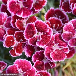 Pinks (Dianthus) - Mountain Frost Ruby Glitter - 1 Qt Container