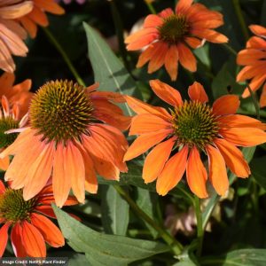 Coneflower (Echinacea) - Artisan Soft Orange - #1 Container