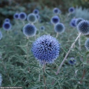 Globe Thistle (Echinops Bannaticus) - Blue Glow - #1 Container