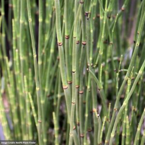 Rough Horsetail (Equisetum Hyemale) - #1 Container