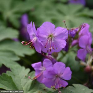 Cranesbill (Cantabrigiense Geranium) – Karmina – #1 Container